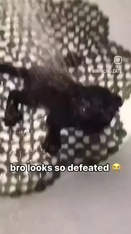 Defeated Black Kitten