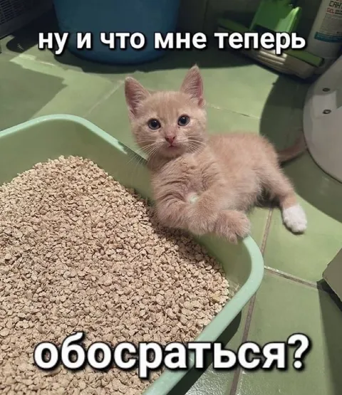 Котёнок у лотка
