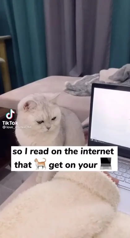 Cat Becomes a Little Businessman