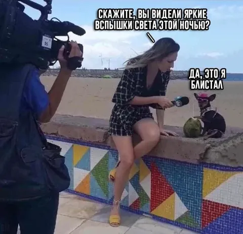 Собака блистает ночью