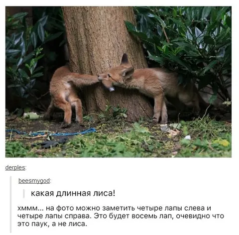 Какая длинная лиса!