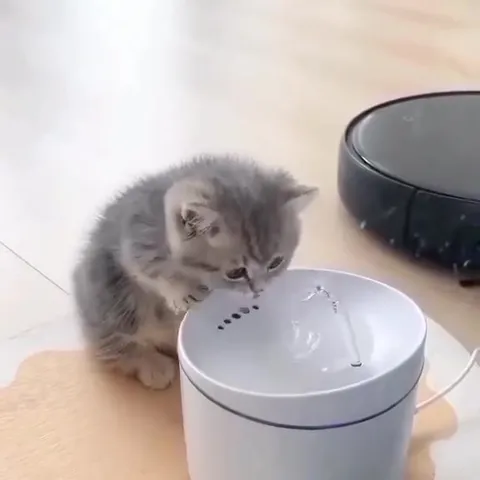 Котёнок изучает фонтан