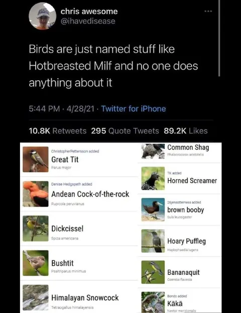 Birds With Ridiculous Names
