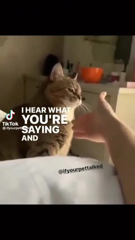 Cat Gets Himself a Deal