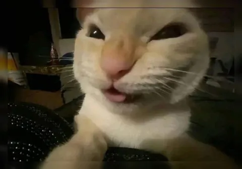 Кот с подозрительным взглядом