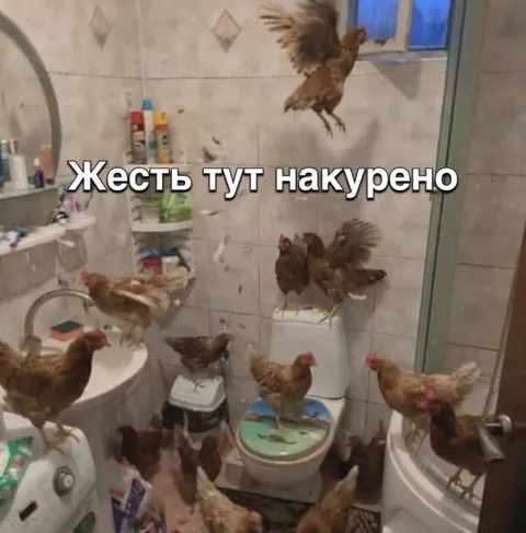 Куры в накуренной ванной