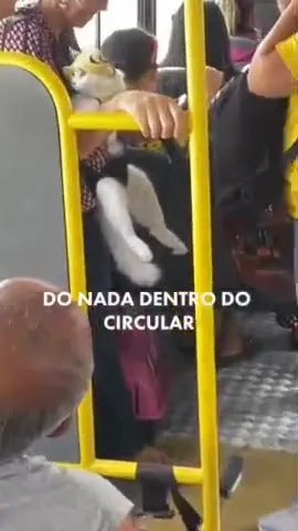 Gato fantasiado no ônibus