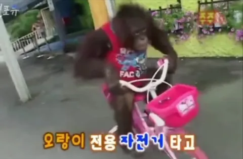 원숭이의 멋진 자전거 전환