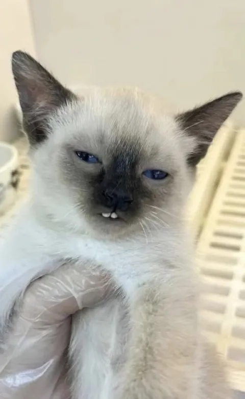 Сонный котёнок с клыками