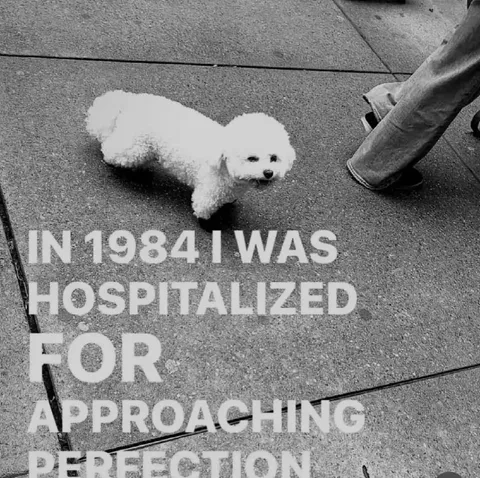 Approaching Perfection Dog
