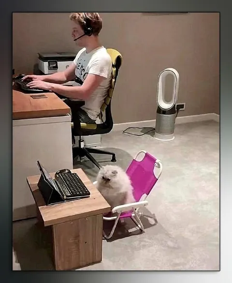 Кот работает из дома