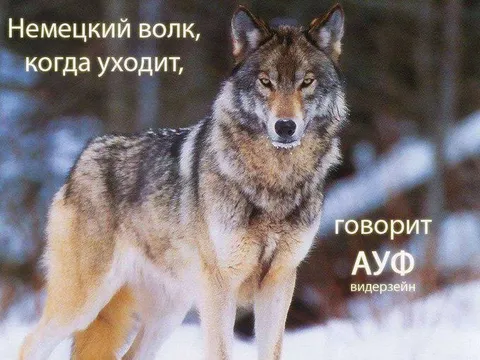 Немецкий волк говорит ауф