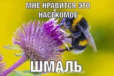 Мне нравится это насекомое — шмаль