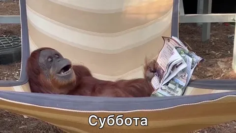 Орангутан наслаждается субботой