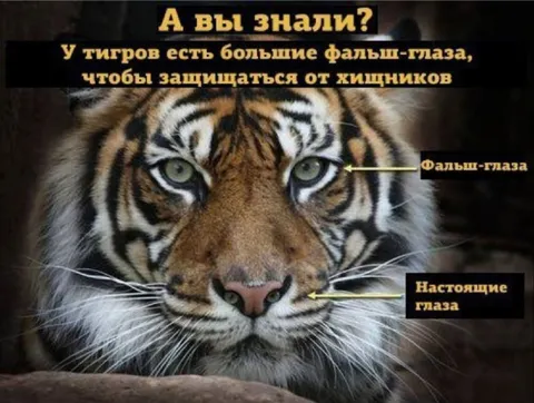 Фальш-глаза тигра