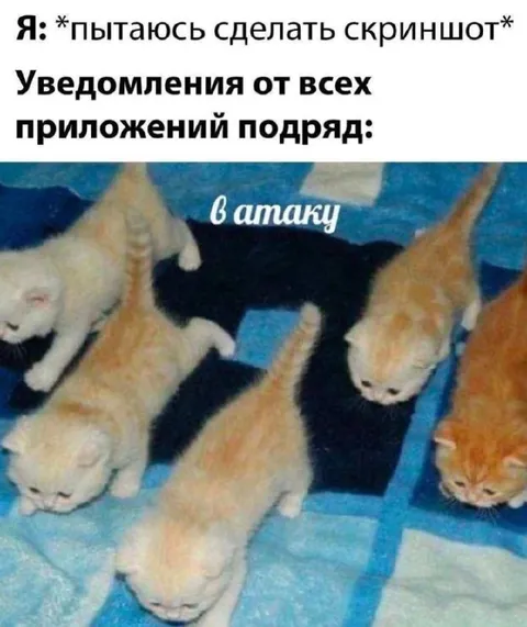 Котята атакуют уведомлениями