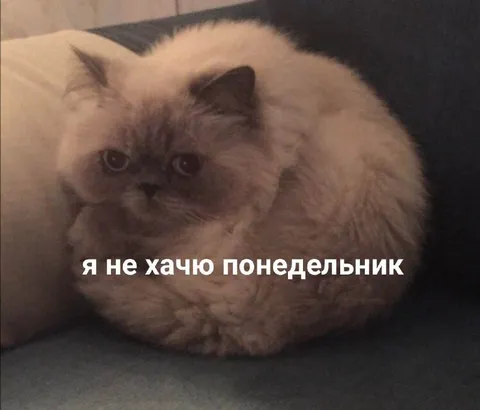 Кот не хочет понедельник