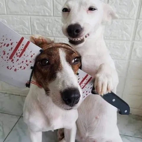 Собака с ножом за спиной