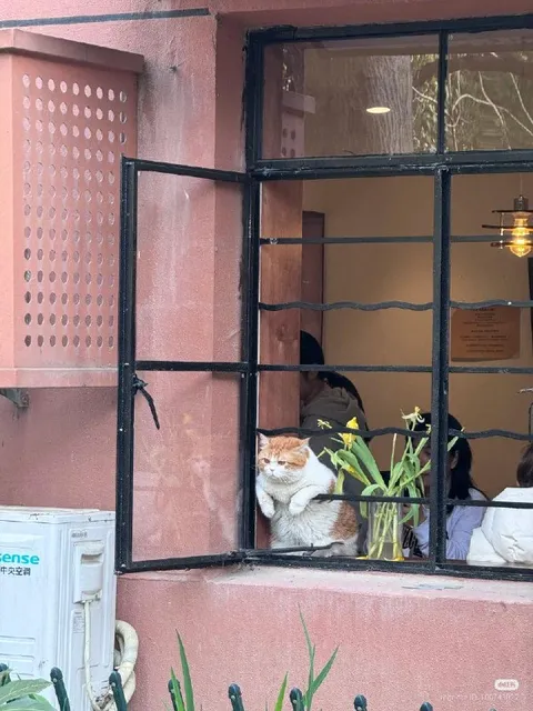 Кот выглядывает из окна