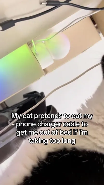 Cat Pretends to Eat Charger Cable