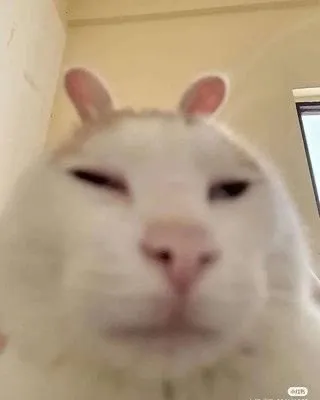 Сонный белый кот