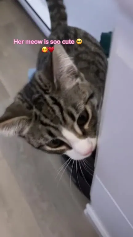Her Meow Is So Cute