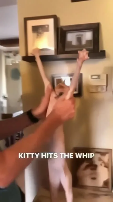 Kitty Hits the Whip
