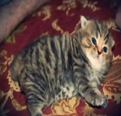 Милый полосатый котёнок