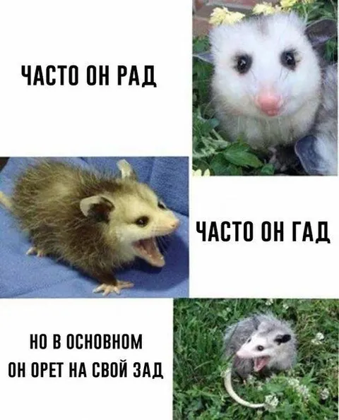 Часто он рад, часто он гад