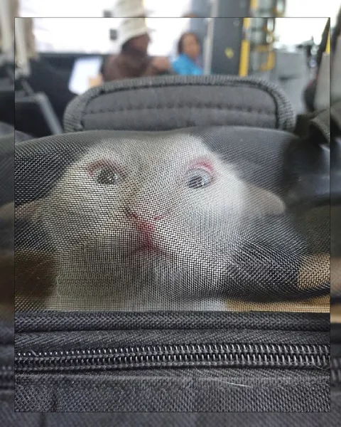 Кот в сетке переноски