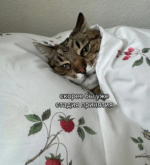 Стадия принятия у кота