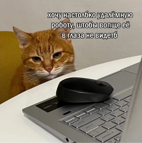 Удалённая работа кота
