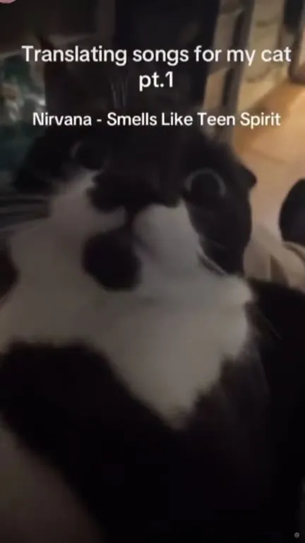 Translating Nirvana for My Cat