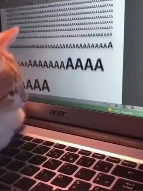 Кот печатает ААААА