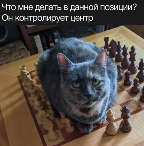 Кот контролирует центр