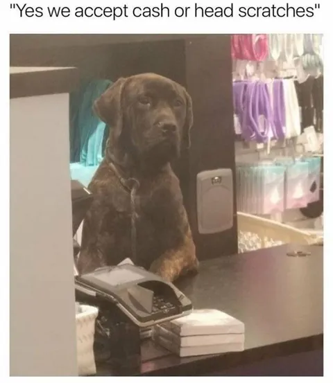 Cash or Head Scratches