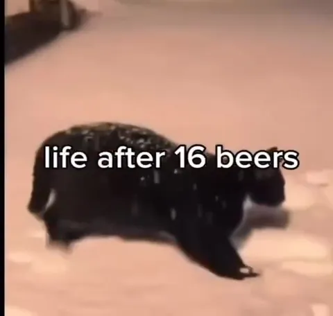 Life After 16 Beers Cat
