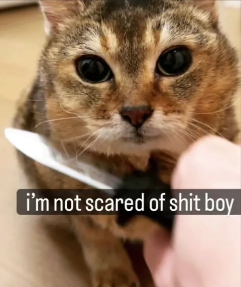 Brave Cat Faces the Threat