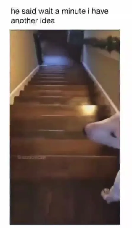 Dog Has Another Idea