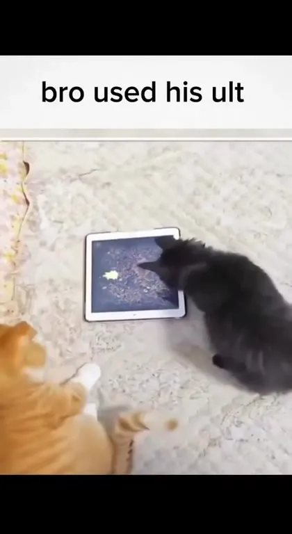 Cat Uses His Ultimate