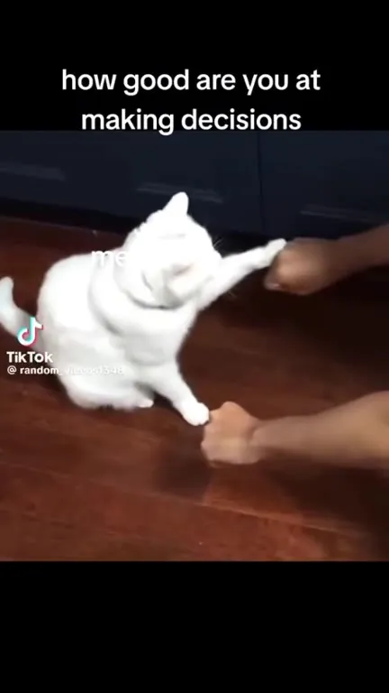 Cat Makes Terrible Decisions