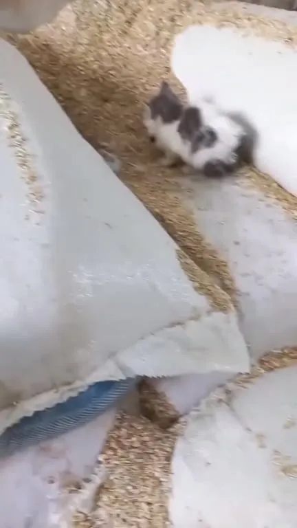 Котята устроили забег
