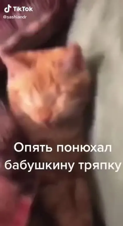 Кот снова понюхал тряпку