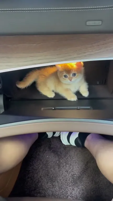 小猫享受面部SPA