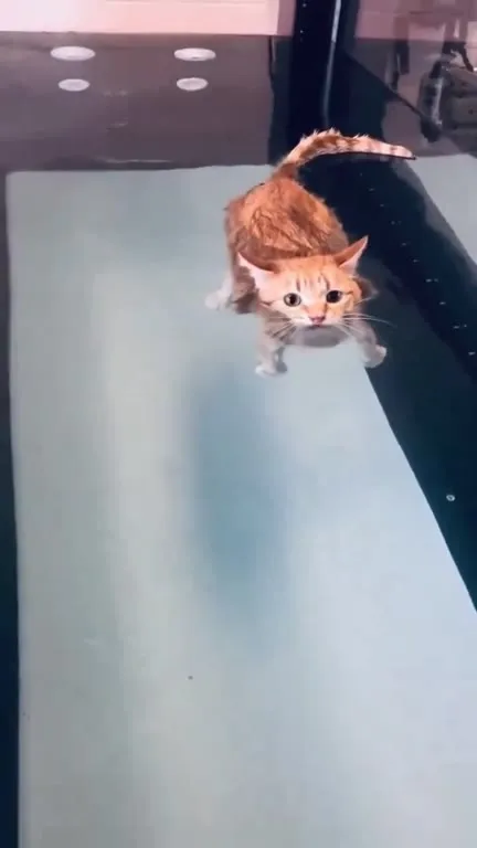 Кот, который стал китом