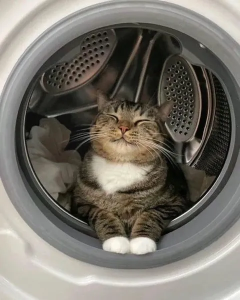 Кот в стиральной машине