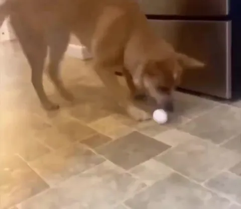 Собака играет с мячиком