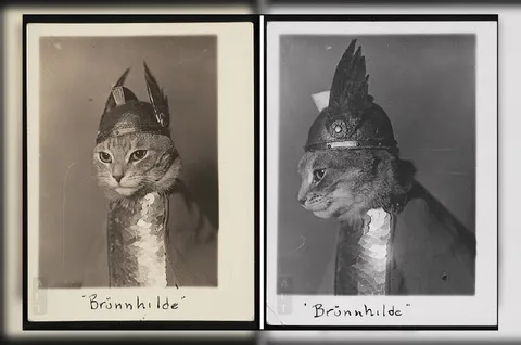 Brünnhilde die Wikingerkatze
