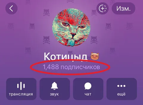 Кот с 1488 подписчиками