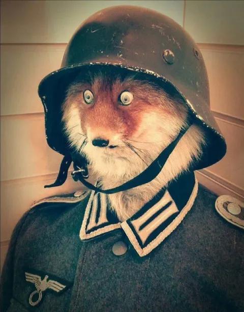 Лиса в военной форме